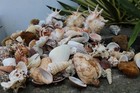 Huge Lot Of Seashells 5  Lbs Sea Shells Best Price  Free Ship  