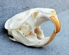 Real Gopher Skull  Animal Skulls And Bones  Oddities  Geomys Bursarius