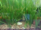 5 Jungle Val Plants Live Aquarium Plants Aquascaping Planted Tank Easy