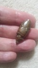 A Finely Detailed  18-19thc Akan Gold Weight Beetle African Tribal Antique