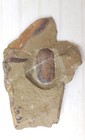      3d Inflated Fezouata Fossil Trilobite Symphysurus Ebbestadi  Zagora  Morocco