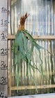 Platycerium Staghorn Wallinckii  5