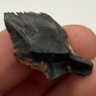 Gar Scale Fossil Ice Age Fish Scale Fossil 1 3    Peace River Fl