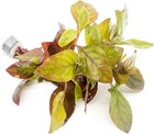 Alternanthera Red Broad Leaf 1 Bunch Live Aquarium Stem Plant Aquatic Fish Tank