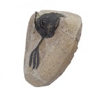 Trilobite Fossils Walliserops Trifurcatus  Devonian Morocco 3d High Quality