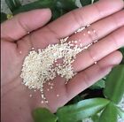 Okinawa Japanese Star Sand 7ml Glass Vial Collectible Curio Oddity