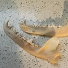 Jawbone Bones With Teeth Pair  2 Pieces  From Animal Coyote