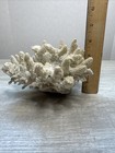 Estate Find White Pocillopora Coral Specimen Natural Ocean Reef Decor