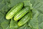 Seeds Cucumber Shadoof F1 Vegetable Rare Giant Organic Heirloom Non-gmo Ukraine