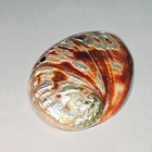 Polished Red Abalone Shell 4 5  Iridescent Mother Of Pearl Specimen Vtg