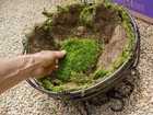 Supermoss  21508  Preserved Sheet Moss  Fresh Green  5 Pounds