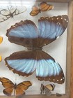 Vtg Real Framed Butterfly Display Elegant Blue Morpho Butterflies Collection
