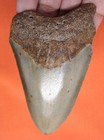 Megalodon Shark Tooth - Real Fossil - 3 49 - Shark Teeth - No Restorations