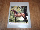 Arabian Horse Star Stallion 8 1 2  X 11  Mini Posters Cartier Nefison  Lot Of 10