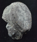 Sauropod Vertebra  Morrison Formation  Utah  5x3x2 8 