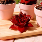 Rare Succulent 2 5  Bare Root Live Indoor Plants Easy Care Home D  cor Gift