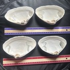 Natural Witch   s Seashell  Ocean Altar Decor  Ritual Offering wicca 4pcs  Lot 8