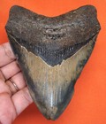 Megalodon Shark Tooth - Real Fossil Shark Teeth - 4 44    - No Restorations Meg