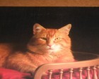 Morris The Cat 1983 Poster 9-lives You Can Never Be Too Finicky Vtg Rare Orange