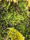 Live Fresh Moss Assortment grown In Pnw Wa  terrarium fairy Garden Decor