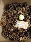 Texas Pine Cones 25 Total Can Ship Up To 100 For Crafts And Decorations