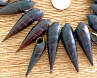 25 Black Terebra Sea Shells 1-1 2  To 2-1 4  - Great For Crafting 