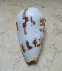 Conus Striatus Rare Beautiful Shell Red Sea Shell Great Pattern 88 3mm Specimen