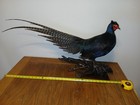 Black Melanistic  Ringneck Rooster Pheasant Taxidermy Standing Mount 