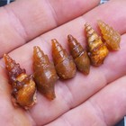 6pcs 19-30mm Gastropod Transparent Fossil Chalcedony Mineral Agate Jurassic 2659