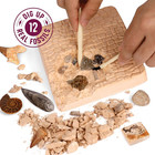 Real Fossil Dig Kit For Kids     Mega Science Kit For Ages 8-12     Stem Gift