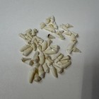 Lot Of 50 Assorted Small Coyote Teeth Real Cleaned Taxidermy Weird Odd Goth 3852