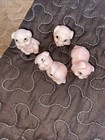 Vintage 1970   s Miniature Pigs Lot Of 4