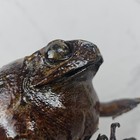 Taxidermy Mexican Folk Art Frog Toad Coin Purse Pouch 