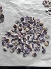 Quahog Wampum Shell Lot 500 Pieces Cabochons Jewelry Making Native American