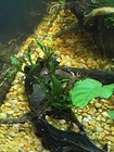 5x Beginner Aquatic Plant Bundle  Snail Free 