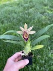 Catasandra Cookie Cutter  catasetum X Galeandra  Nbs Plants