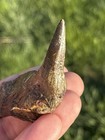 Huge Saber Tooth Herring Fossil Fish Fang Jaw Bone Texas Shark Rare  make Offer 