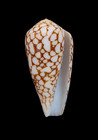 Shell Conus Episcopus F  Mauritiensis Reunion Is 29 5 Mm   Seldom Offered
