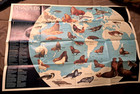 National Geographic Maps 13- Africa  Us  Mongols  Greeks  Natural Hazards  Etc