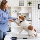 1100lbs Digital Livestock Scale Large Pet Dog Sheep Goat Scale For Sheep Dog Cat