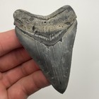 High Quality Megalodon Shark Tooth Venice Florida 3 3    Real Shark Tooth 