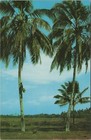 Toddy-tapper Malacca Malaysia Malaya Toddy Drink Tree Chrome Vintage Post Card