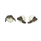 Set Of 3 Hand-painted Resin Hatching Sea Turtle Minifigures-2 75 Inches Diameter