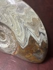 Large Ammonite Polished 2 Sided Fossil 17lbs