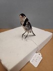 Bjv72 Captive Raised Pin Tailed Whydah Finch Bird Mount Taxidermy