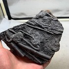 250 Grams Of Fossils Of Crinoid From The Guanling Biota In Guizhou