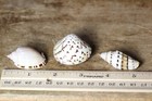 3 Beautiful Stylized Abstract Art Natural Sea Shells