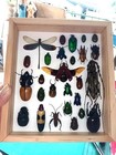 Real Insect Bug Butterfly Taxidermy Display Wood Framed Box Case Collection Gift