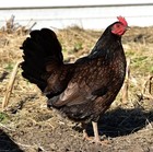 14pk Madigan Claret Eggs From Pinnon Hatch Farms