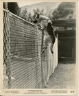 The Police Dog Story 1961 Movie Photo German Shepherd Men Talking Still 8x10 